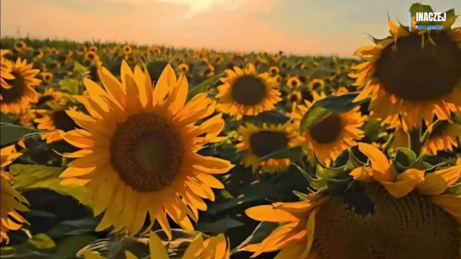 Adrian Witczak jak Van Gogh.mp4